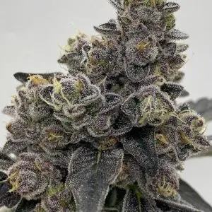 kopen White Cheetoz Strain