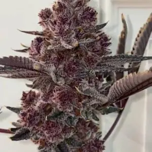 Kopen Tropicana Cherry Strain