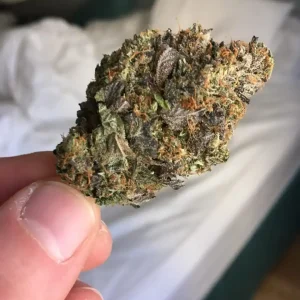 Kopen Pink Starburst Strain
